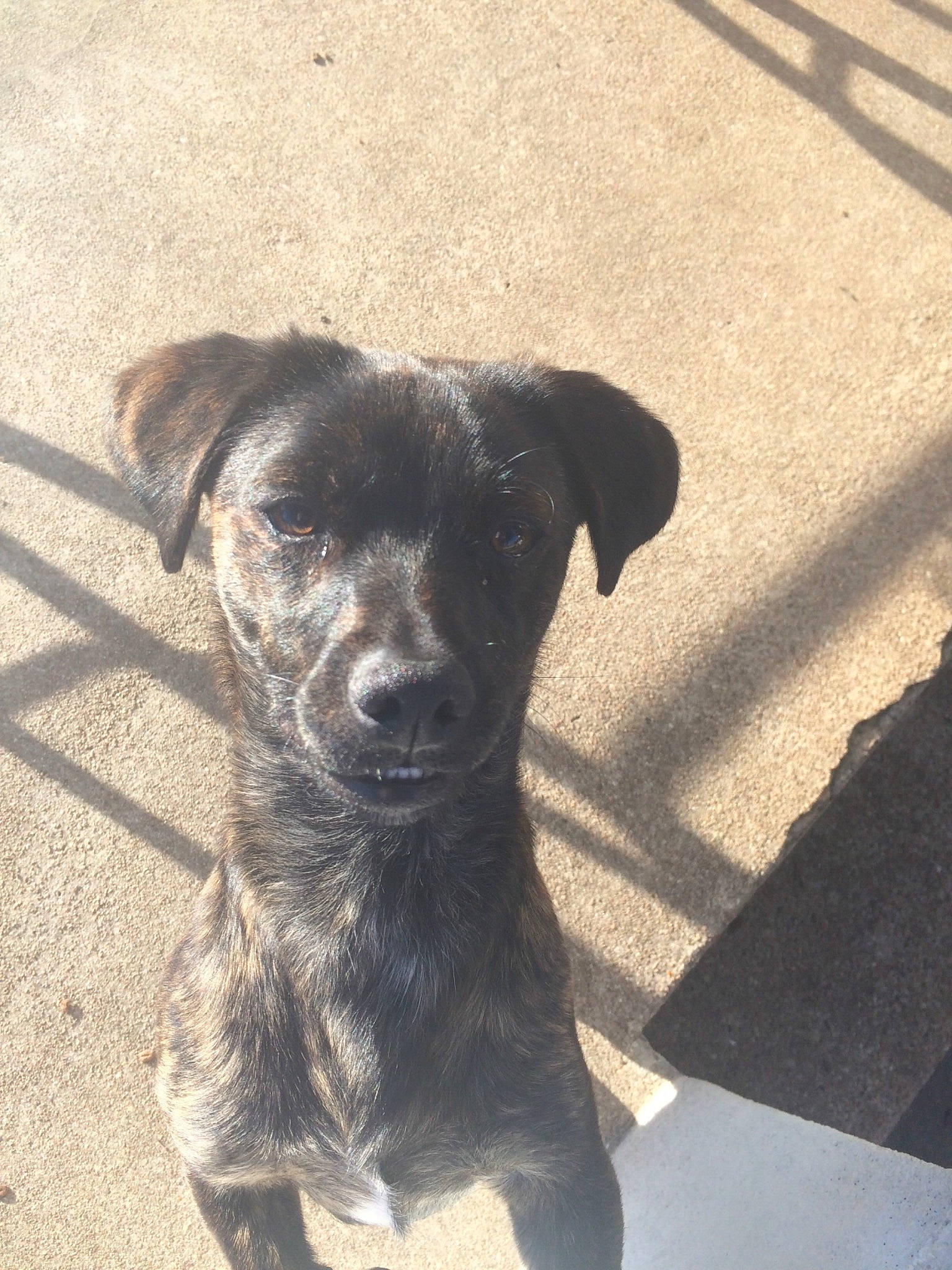 Taki participe au concours pour gagner de l'argent avec cette photo : borador, canidae, carnivore, companion_dog, dog, dog_breed, dog_collar, fawn, flooring, fur, puppy, road_surface, shadow, snout, sporting_group, street_dog, tail, terrestrial_animal, tints_and_shades, working_animal