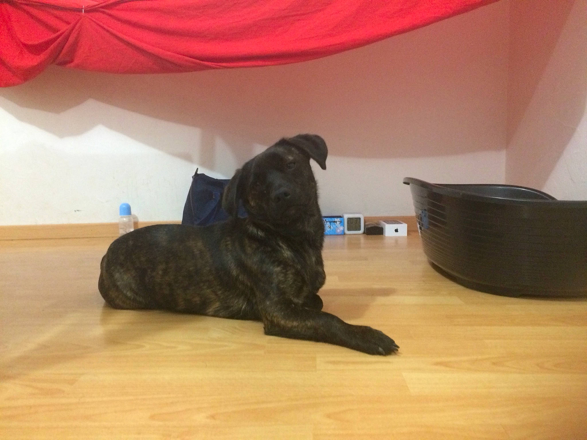 Taki a rejoint le concours — aidez-le/la à gagner de superbes lots ! carnivore, comfort, companion_dog, dog, dog_breed, floor, flooring, fur, hardwood, laminate_flooring, liver, room, sporting_group, tail, tints_and_shades, varnish, wood, wood_flooring, wood_stain, working_animal