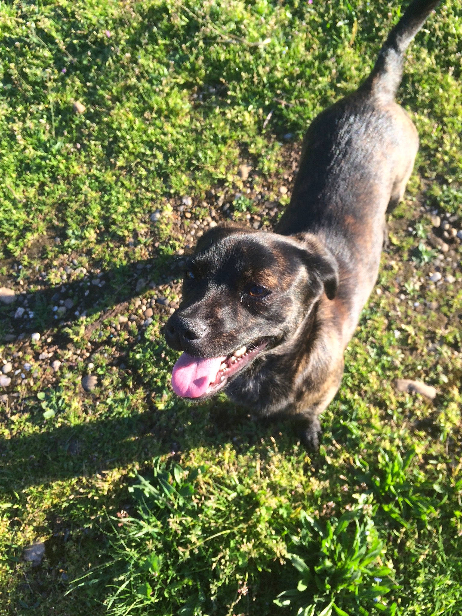 Taki a rejoint le concours — aidez-le/la à gagner de superbes lots ! canidae, carnivore, collar, companion_dog, dog, dog_breed, dog_collar, fawn, grass, groundcover, guard_dog, leash, plant, shrub, snout, sporting_group, tail, tree, working_animal, working_dog