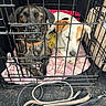 dog, crate, blanket, leash, pet, animal, brown_dog, white_dog, cage, collar, floor, indoor, resting, looking, fur, companions, cute, two_dogs, metal_bars, cozy