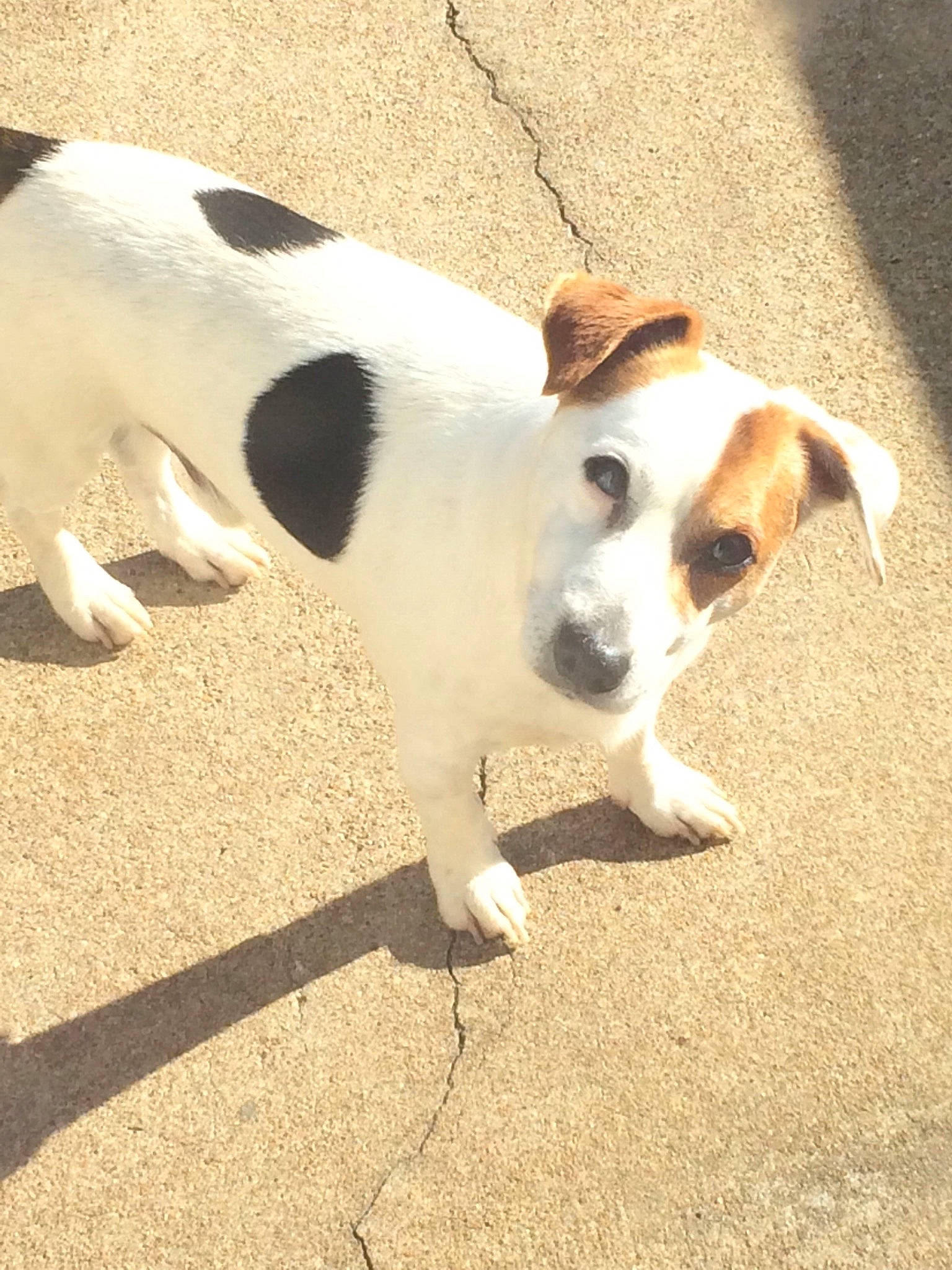 Loulou a rejoint le concours — aidez-le/la à gagner de superbes lots ! canidae, carnivore, collar, companion_dog, dog, dog_breed, fawn, irishjacks, non_sporting_group, paw, pet_supply, road_surface, shadow, snout, sporting_group, tail, terrestrial_animal, terrier