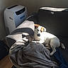 Loulou a rejoint le concours — aidez-le/la à gagner de superbes lots ! dog, couch, blanket, indoor, sunlight, pet, white, brown, relaxing, cozy, air_purifier, home, furniture, resting, canine, domestic_animal, comfort, living_room, fabric, soft