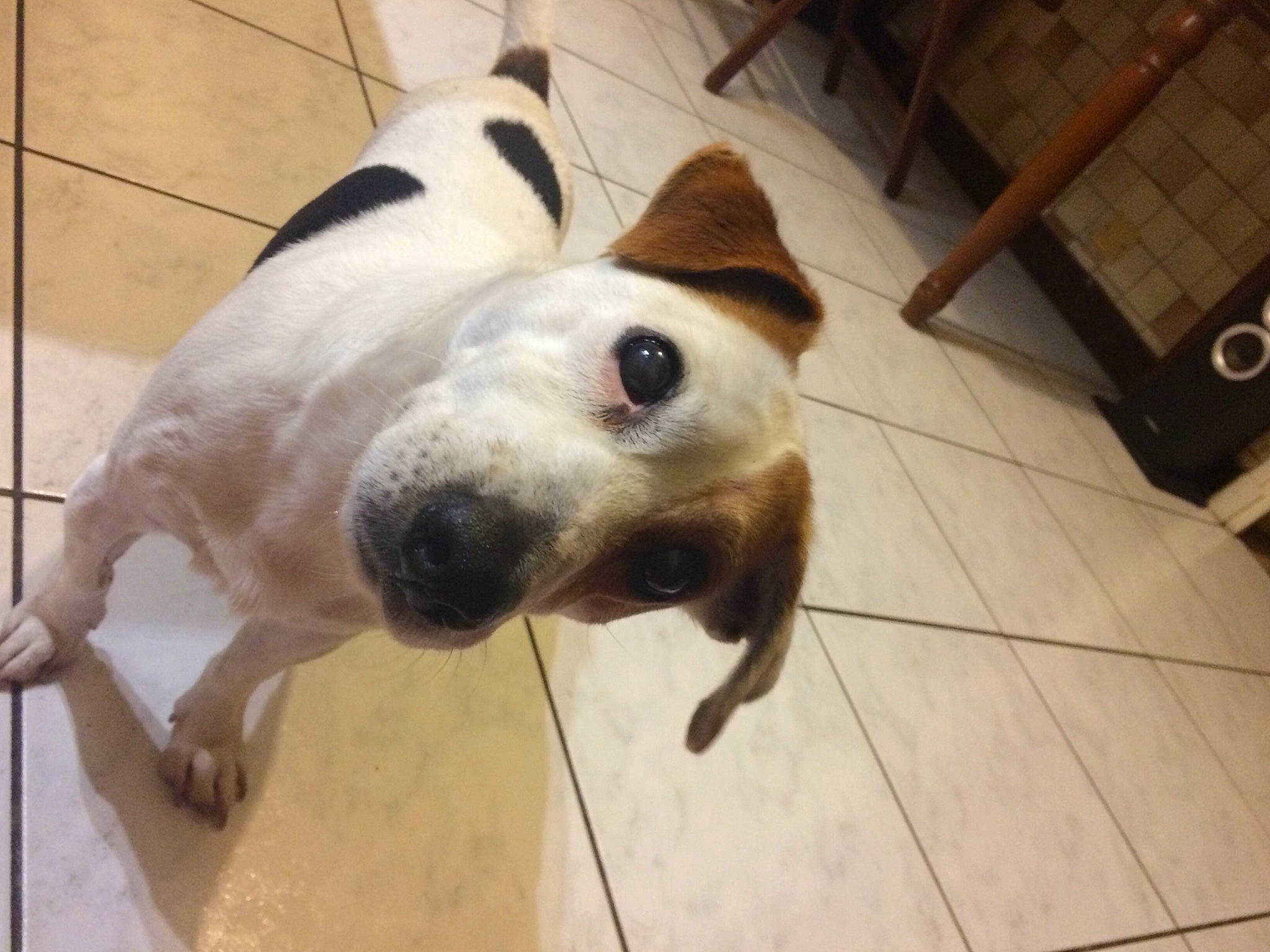 Loulou participe au concours pour gagner de l'argent avec cette photo : canidae, carnivore, collar, companion_dog, dog, dog_breed, dog_supply, eye, fawn, flooring, fur, hardwood, head, pet_supply, sporting_group, terrestrial_animal, tile_flooring, whiskers, wood, working_animal