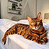 Kona a rejoint le concours — aidez-le/la à gagner de superbes lots ! bengal_cat, cat, pet, bed, indoor, feline, animal, green_eyes, striped, spotted, relaxed, cozy, bedroom, decor, white_bedspread, curious, resting, domestic_cat, cute, ears