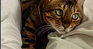 Kona a rejoint le concours — aidez-le/la à gagner de superbes lots ! bengal_cat, cat, pet, animal, green_eyes, bed, white_bedding, stretching, fur_pattern, domestic_cat, relaxed, indoor, cozy, cute, whiskers, paw, feline, resting, sleepy, soft