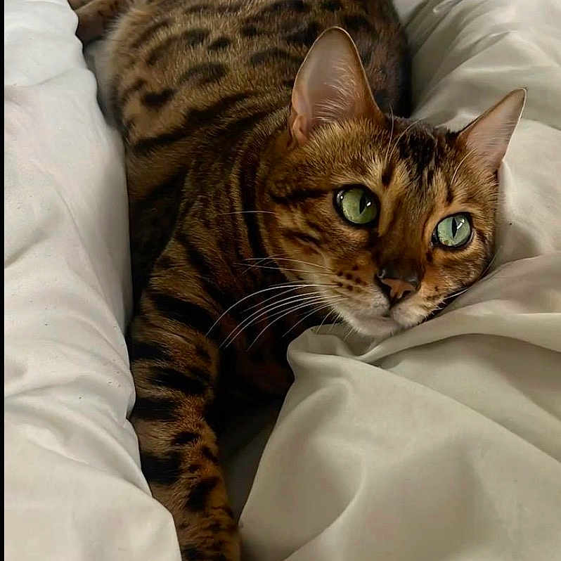 Kona a rejoint le concours — aidez-le/la à gagner de superbes lots ! bengal_cat, cat, pet, animal, green_eyes, bed, white_bedding, stretching, fur_pattern, domestic_cat, relaxed, indoor, cozy, cute, whiskers, paw, feline, resting, sleepy, soft