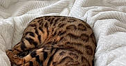 Kona participe au concours pour gagner de l'argent avec cette photo : animal, bed, bengal_cat, blanket, cat, comfort, cozy, cute, domestic_cat, feline, fur, green_eyes, indoor, pet, relaxed, resting, sleeping_position, soft_texture, warm, whiskers