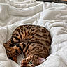 cat, bengal_cat, pet, animal, feline, bed, blanket, cozy, indoor, fur, whiskers, green_eyes, relaxed, cute, comfort, soft_texture, resting, domestic_cat, sleeping_position, warm