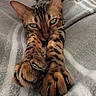 Kona participe au concours pour gagner de l'argent avec cette photo : cat, bengal_cat, paws, claws, stretching, close_up, pet, feline, striped_blanket, relaxed, cozy, fur, whiskers, animal, cute, laying_down, indoor, soft_texture, green_eyes, focus