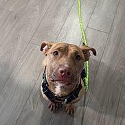 Thor is registered to the contest to win money with this photo: dog, pet, leash, harness, floor, wooden_floor, indoor, looking_up, brown_dog, canine, domestic_animal, companion, cute, animal, friendly, alert, ears, nose, eyes, sitting