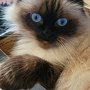 Mika joined the competition — help win amazing prizes! cat, blue_eyes, fluffy, close_up, box, whiskers, paw, fur, indoor, pet, animal, relaxed, cute, curious, portrait, feline, domestic_cat, soft, mammal, resting