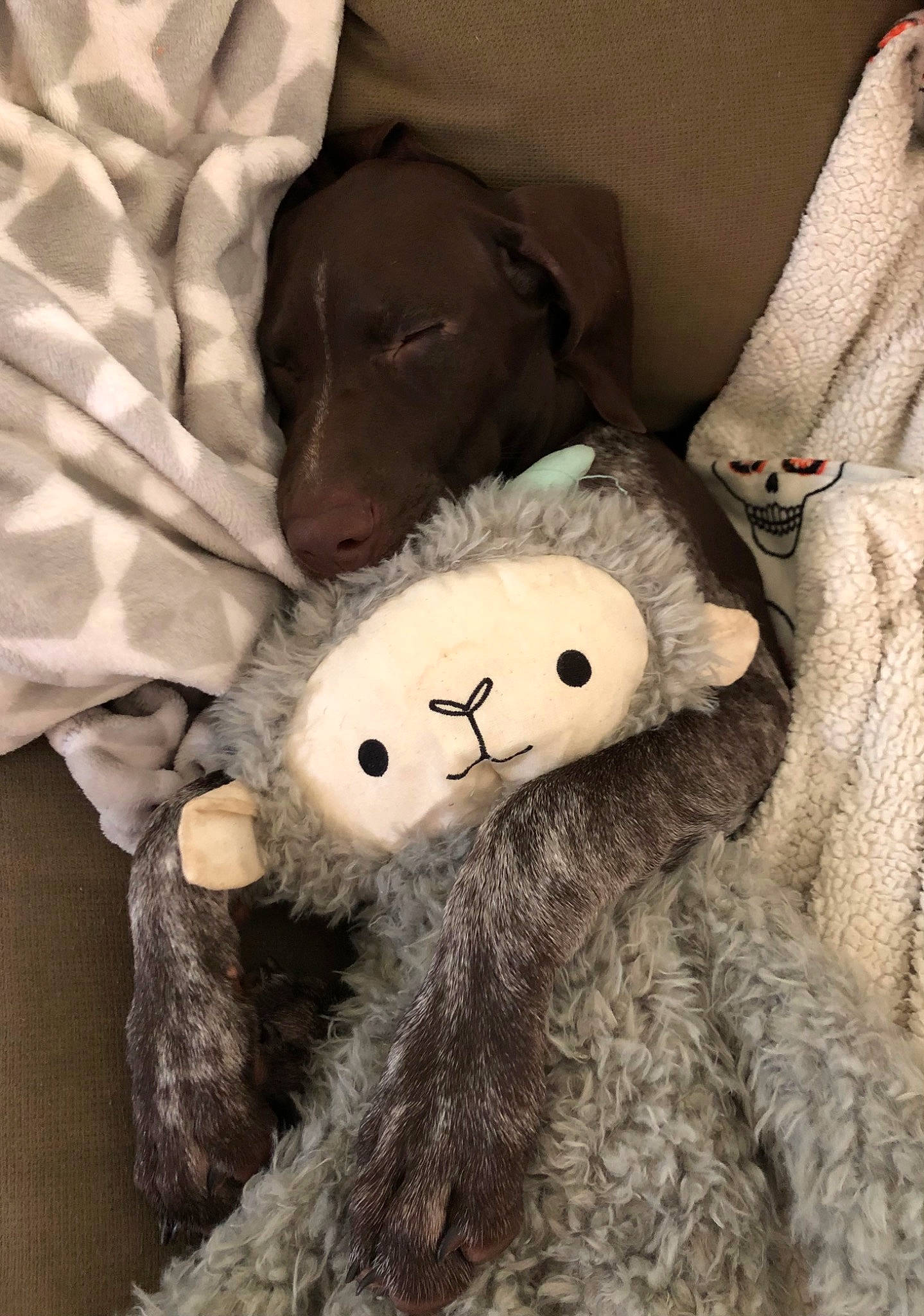 Obi joined the competition — help win amazing prizes! baby_toys, bear, bed, bedding, brown, comfort, companion_dog, fur, grey, linens, plush, primate, snout, stuffed_toy, teddy_bear, textile, toy, wood, wool, working_animal