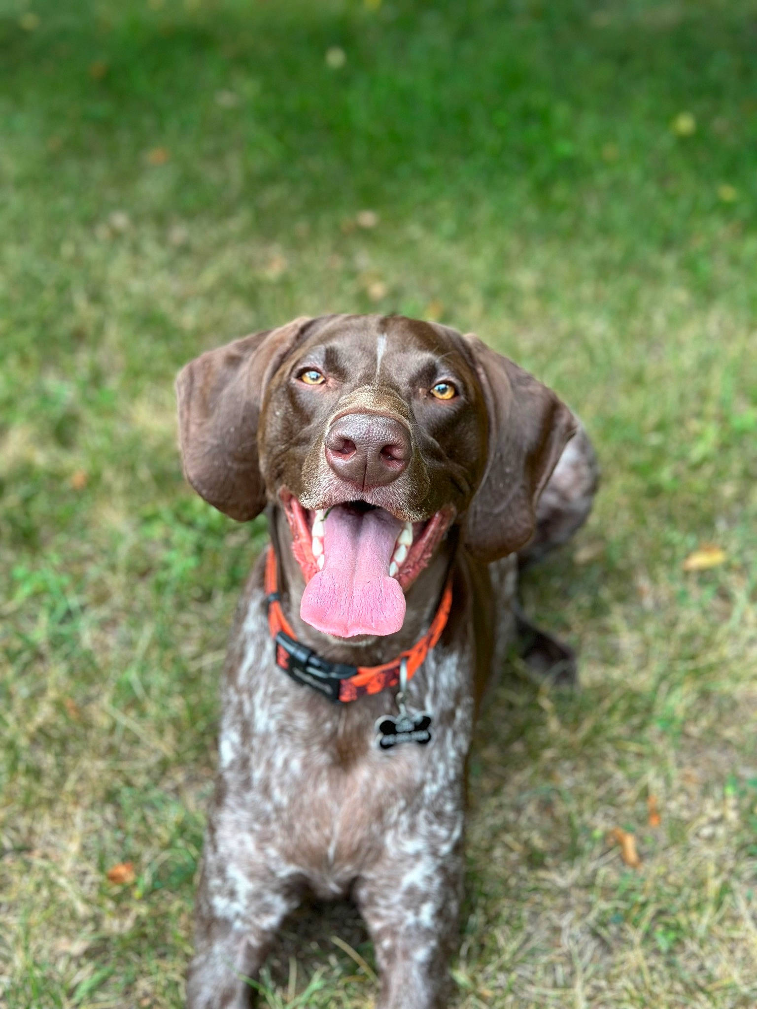 Obi is registered to the contest to win money with this photo: biting, braque_francais, canidae, carnivore, collar, companion_dog, dog, dog_breed, dog_collar, fur, grass, gun_dog, liver, old_danish_pointer, pointing_breed, snout, spaniel, sporting_group, water_dog, working_animal