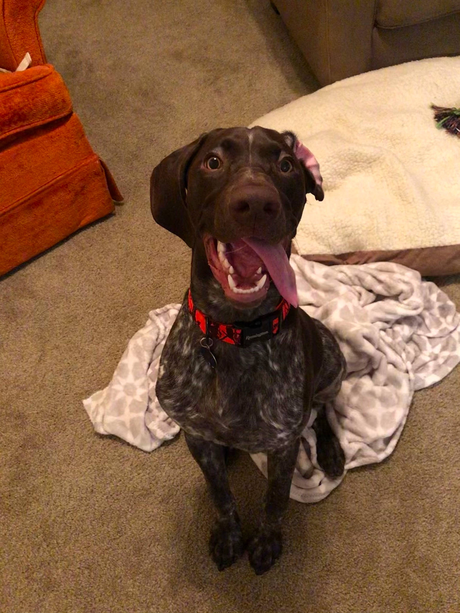 Obi joined the competition — help win amazing prizes! borador, carnivore, collar, companion_dog, dog, dog_breed, dog_collar, flooring, fur, gun_dog, liver, pointing_breed, retriever, snout, sporting_group, terrestrial_animal, working_animal