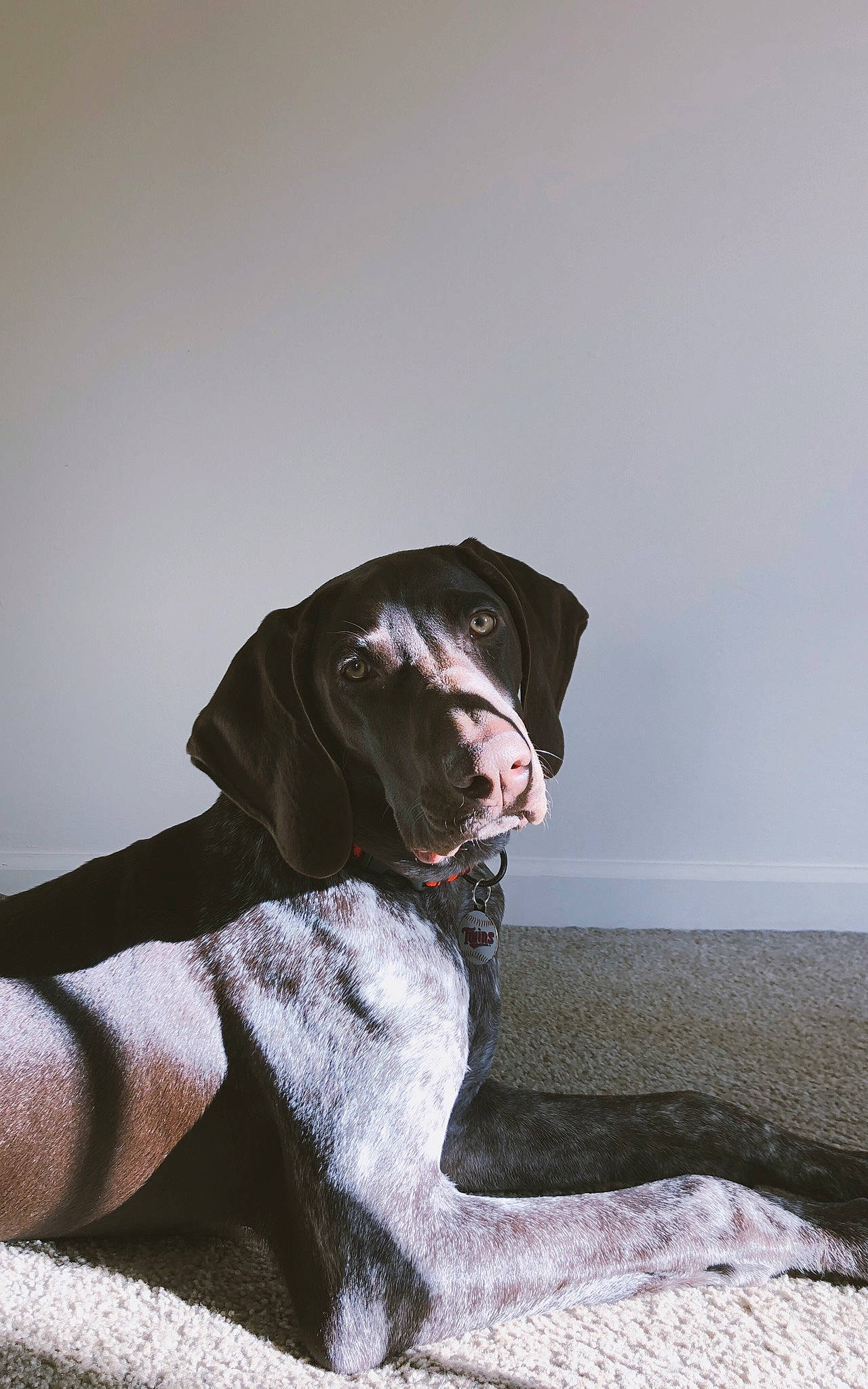 Obi joined the competition — help win amazing prizes! canidae, carnivore, collar, companion_dog, dog, dog_breed, dog_collar, fur, grey, gun_dog, hat, hunting_dog, leash, leggings, liver, old_danish_pointer, pointing_breed, sleeve, sporting_group, working_animal