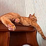 animal, cat, closeup, cozy, cute, feline, fur, ginger_cat, house_pet, indoor, mammal, paw_pads, pet, pink_paws, relaxed, resting, stretching, tabby, wall, wooden_surface