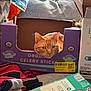 animal, box, cardboard_box, cat, couch, cozy, curious, domestic, feline, fur, household_items, indoor, orange_cat, organic_celery_sticks, packaging, pet, razors, red_bag, relaxed, resting