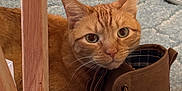 Opie Wan Kenopie is registered to the contest to win money with this photo: animal, boot, brown, carpet, cat, closeup, cozy, curious, domestic, ears, feline, floor, footwear, household, indoor, looking_up, orange_tabby, pet, resting, whiskers