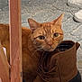 animal, boot, brown, carpet, cat, closeup, cozy, curious, domestic, ears, feline, floor, footwear, household, indoor, looking_up, orange_tabby, pet, resting, whiskers