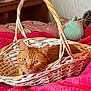 animal, basket, bed, blanket, cat, cozy, cute, ears, feline, fur, green_eyes, indoor, orange_tabby, pet, pink, plush_toy, resting, sleepy, whiskers, woven_basket