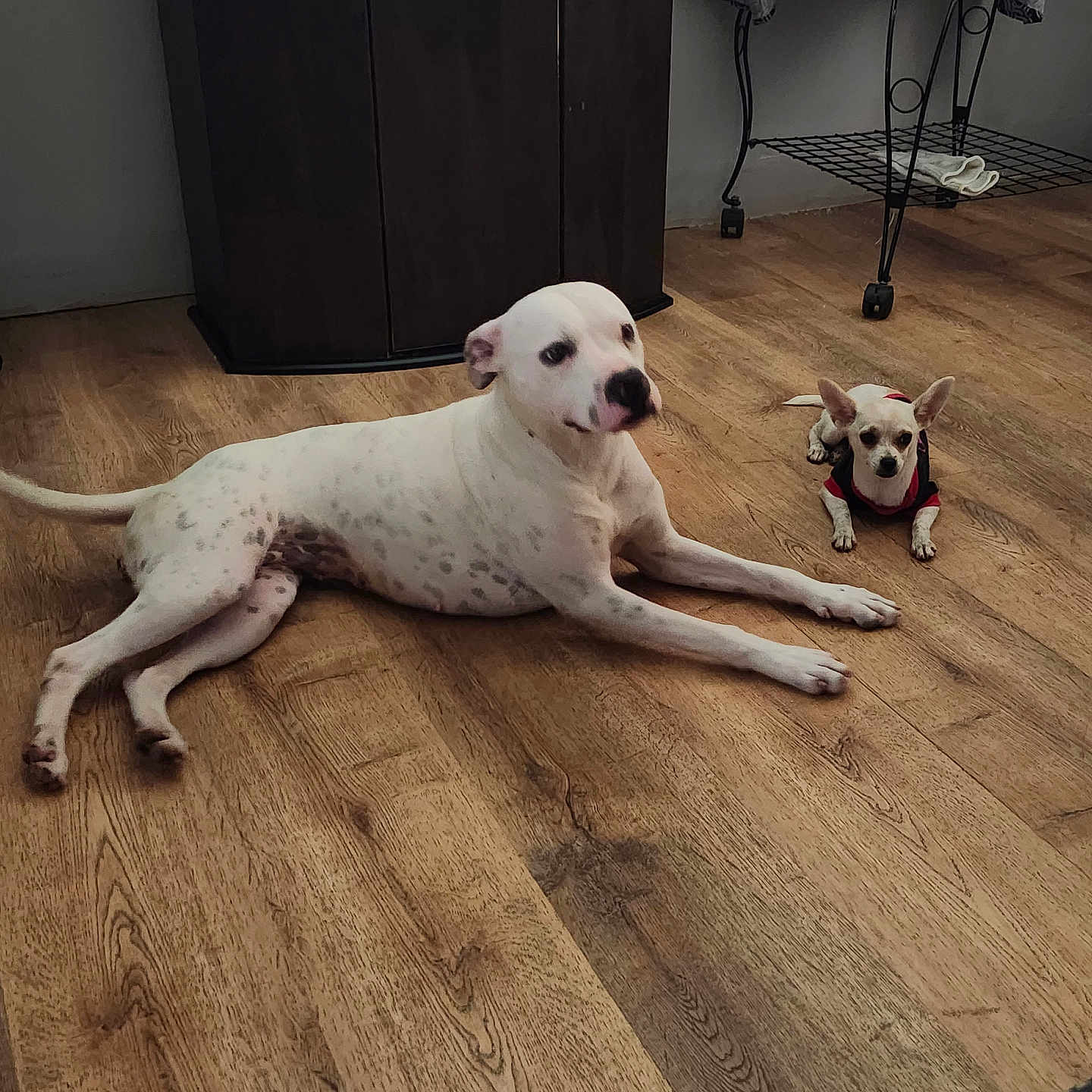 Sarabi And Malaisa is registered to the contest to win money with this photo: animal, cage, clothing, companion, cute, dog, domestic, floor, furniture, home, indoor, lying_down, pet, relaxed, resting, small_dog, spot, two_dogs, white_dog, wooden_floor