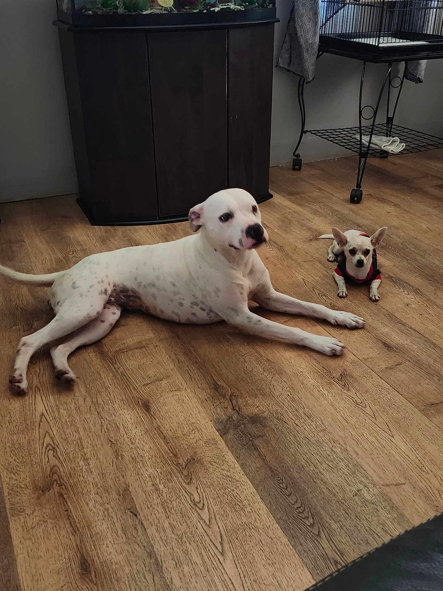 Sarabi And Malaisa is registered to the contest to win money with this photo: dog, white_dog, small_dog, indoor, wooden_floor, furniture, cage, pet, animal, relaxed, lying_down, spot, clothing, floor, companion, cute, domestic, two_dogs, resting, home