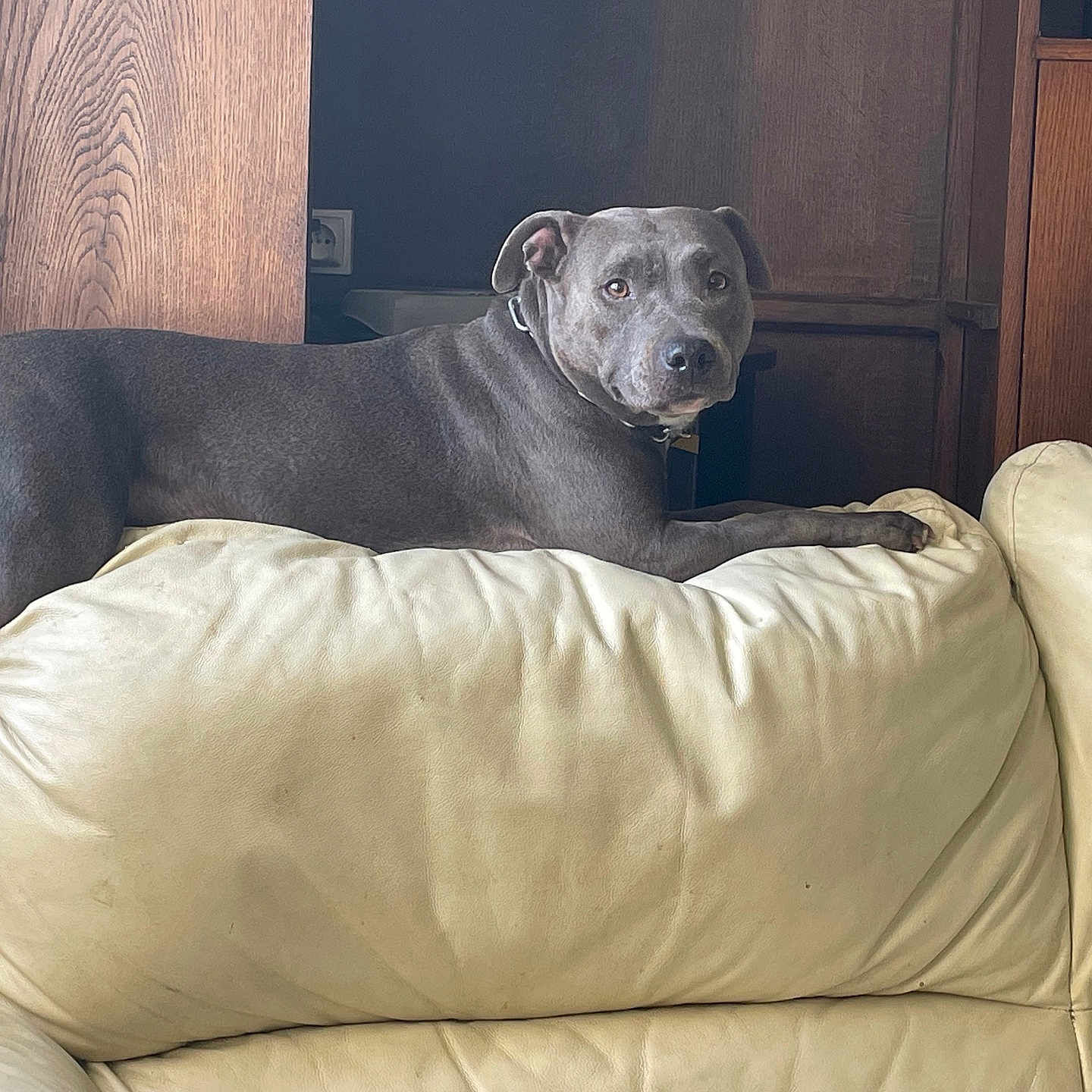 Shannel participe au concours pour gagner de l'argent avec cette photo : animal, calm, canine, comfortable, couch, dog, domestic, furniture, grey_dog, home, indoor, leather, living_room, looking, lounge, pet, relaxed, resting, side_view, wooden