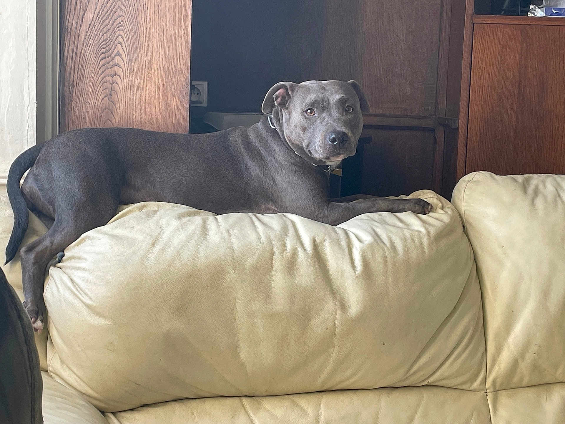 Shannel participe au concours pour gagner de l'argent avec cette photo : dog, grey_dog, couch, leather, indoor, furniture, wooden, pet, animal, relaxed, lounge, looking, calm, living_room, home, domestic, canine, side_view, resting, comfortable