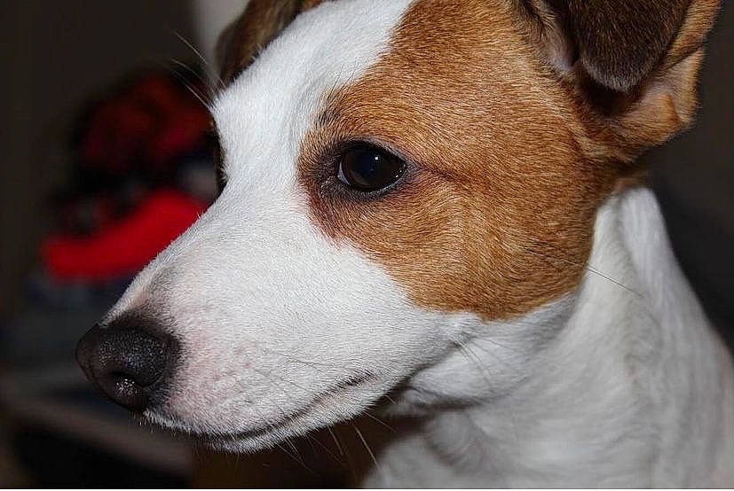 Link a rejoint le concours — aidez-le/la à gagner de superbes lots ! bored, canidae, carnivore, collar, companion_dog, dog, dog_breed, ear, fawn, fur, irishjacks, non_sporting_group, snout, sporting_group, terrestrial_animal, whiskers, working_animal