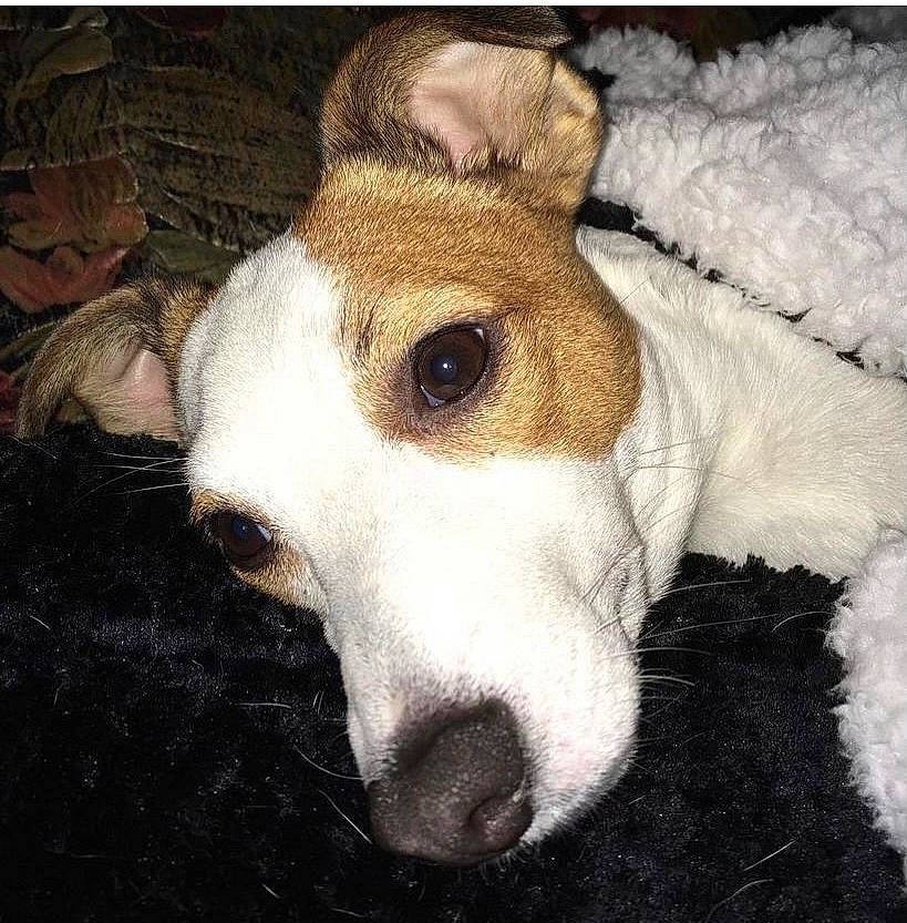 Link a rejoint le concours — aidez-le/la à gagner de superbes lots ! ancient_dog_breeds, canidae, carnivore, collar, companion_dog, dog, dog_breed, dog_collar, ear, fawn, fur, non_sporting_group, rectangle, snout, sporting_group, terrestrial_animal, whiskers, working_animal