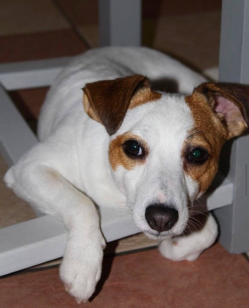 Link participe au concours pour gagner de l'argent avec cette photo : canidae, carnivore, collar, companion_dog, cup, dishware, dog, dog_breed, dog_collar, ear, fawn, fur, irishjacks, serveware, sporting_group, terrestrial_animal, terrier, whiskers, working_animal