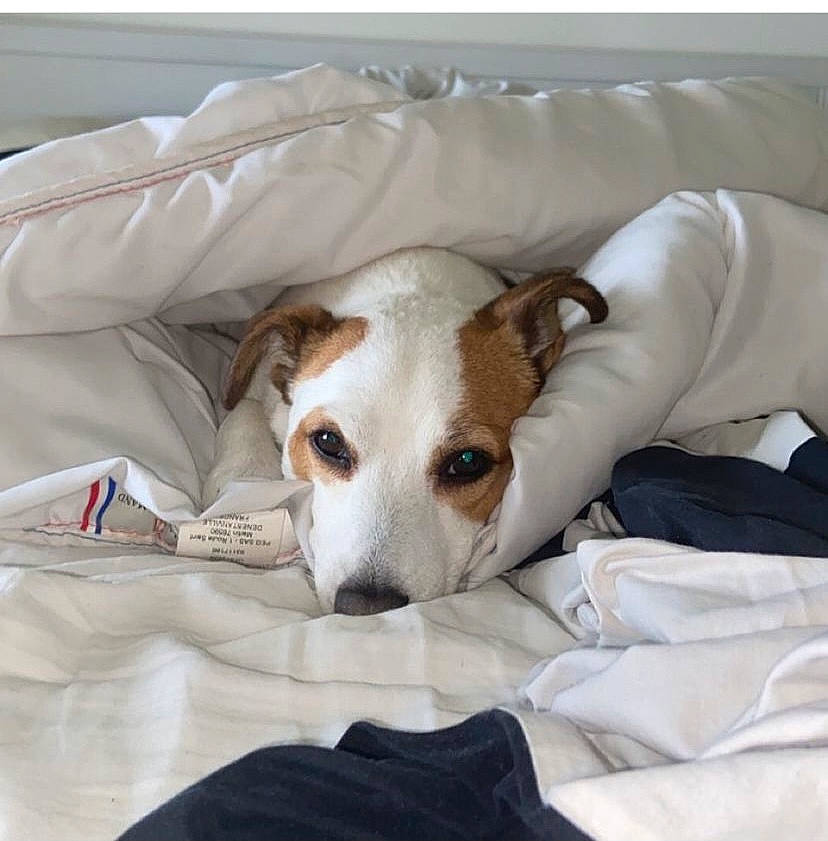 Link a rejoint le concours — aidez-le/la à gagner de superbes lots ! bed, bedding, carnivore, comfort, companion_dog, couch, dog, dog_breed, dog_supply, fawn, fur, home_accessories, irishjacks, linens, paw, sporting_group, terrier, toy_dog, whiskers, working_animal