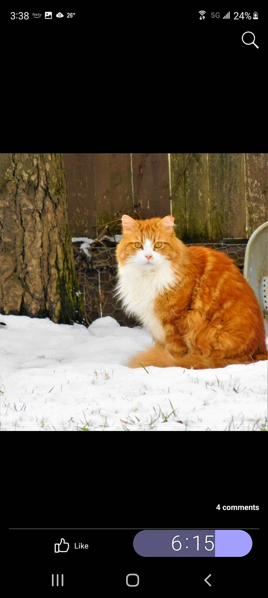 Allie is registered to the contest to win money with this photo: carnivore, cat, domestic_short_haired_cat, eye, fawn, felidae, freezing, fur, grass, morning, plant, small_to_medium_sized_cats, snout, snow, tail, tree, whiskers, window, winter, wood