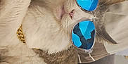 Nuage D'Orage participe au concours pour gagner de l'argent avec cette photo : accessory, animal, blanket, blue_lenses, cat, closeup, couch, cozy, feline, gold_chain, gray_fur, home, indoor, person_reflection, pet, portrait, reflection, relaxing, sunglasses, white_fur