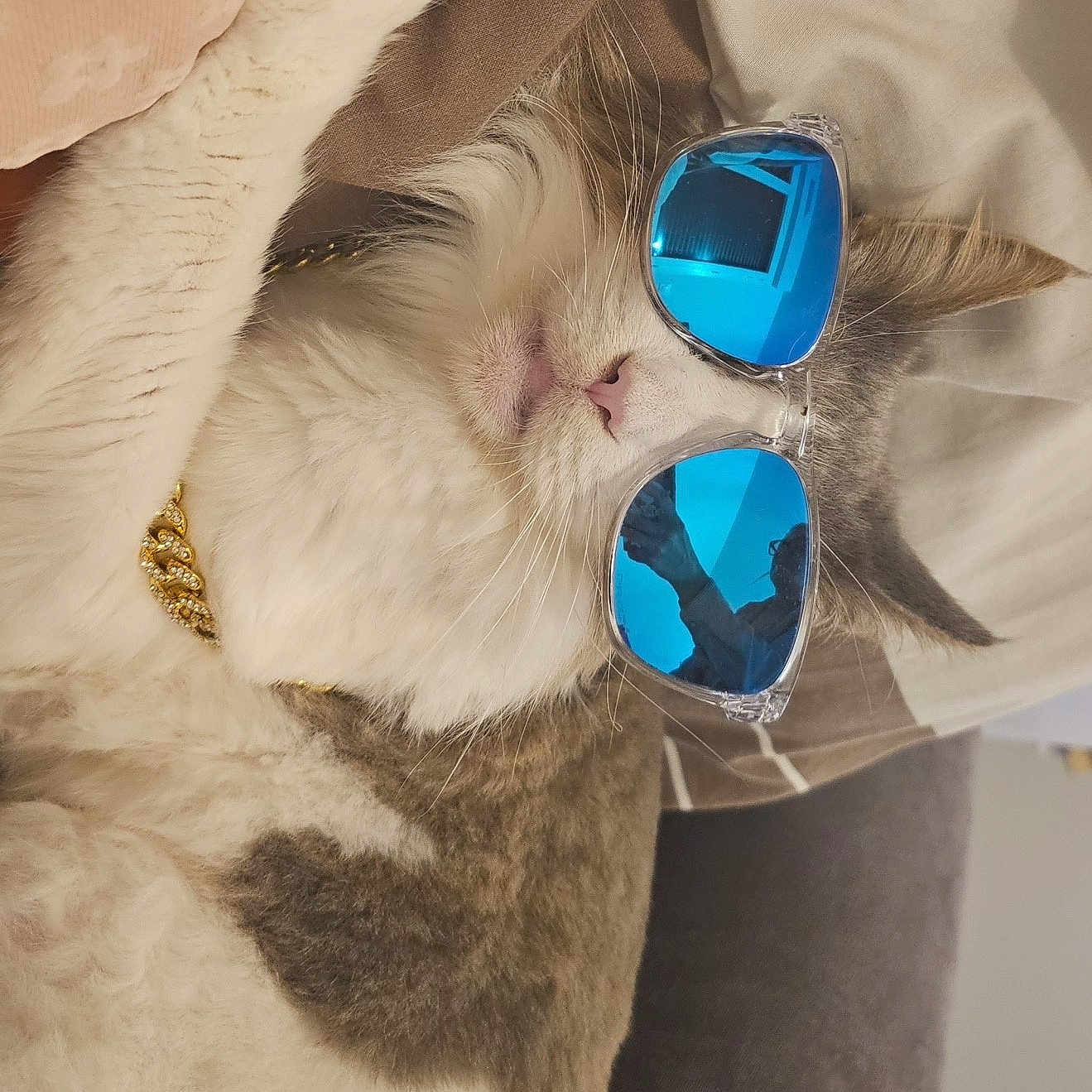 Nuage D'Orage participe au concours pour gagner de l'argent avec cette photo : accessory, animal, blanket, blue_lenses, cat, closeup, couch, cozy, feline, gold_chain, gray_fur, home, indoor, person_reflection, pet, portrait, reflection, relaxing, sunglasses, white_fur