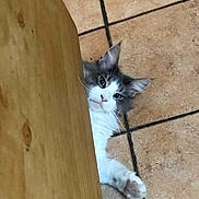 Nuage D'Orage a rejoint le concours — aidez-le/la à gagner de superbes lots ! animal, cat, curious, cute, domestic, ears, face, feline, floor, fur, gray_and_white, indoor, looking, paw, peeking, pet, playful, tile_floor, whiskers, wooden_surface