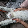 Nuage D'Orage participe au concours pour gagner de l'argent avec cette photo : animal, bed, blanket, cat, claws, cozy, cute, fluffy, fur, gray, hands, human, indoor, pet, relaxed, sleepy, stretching, tattoo, whiskers, white
