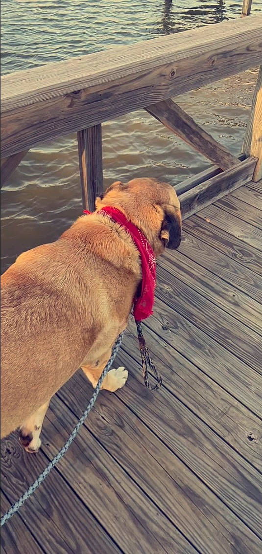 Max joined the competition — help win amazing prizes! carnivore, collar, companion_dog, dog, dog_breed, dog_collar, dog_supply, fawn, flooring, hardwood, leash, liver, pet_supply, rectangle, sporting_group, tail, tints_and_shades, water, wood, working_animal