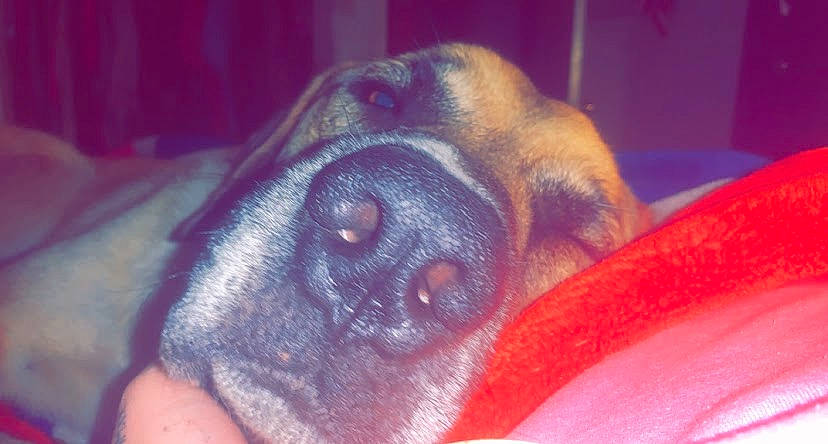 Max joined the competition — help win amazing prizes! canidae, carnivore, comfort, companion_dog, dog, dog_breed, ear, fawn, fur, guard_dog, liver, nap, paw, pet_supply, snout, sporting_group, toy_dog, whiskers, working_animal, working_dog