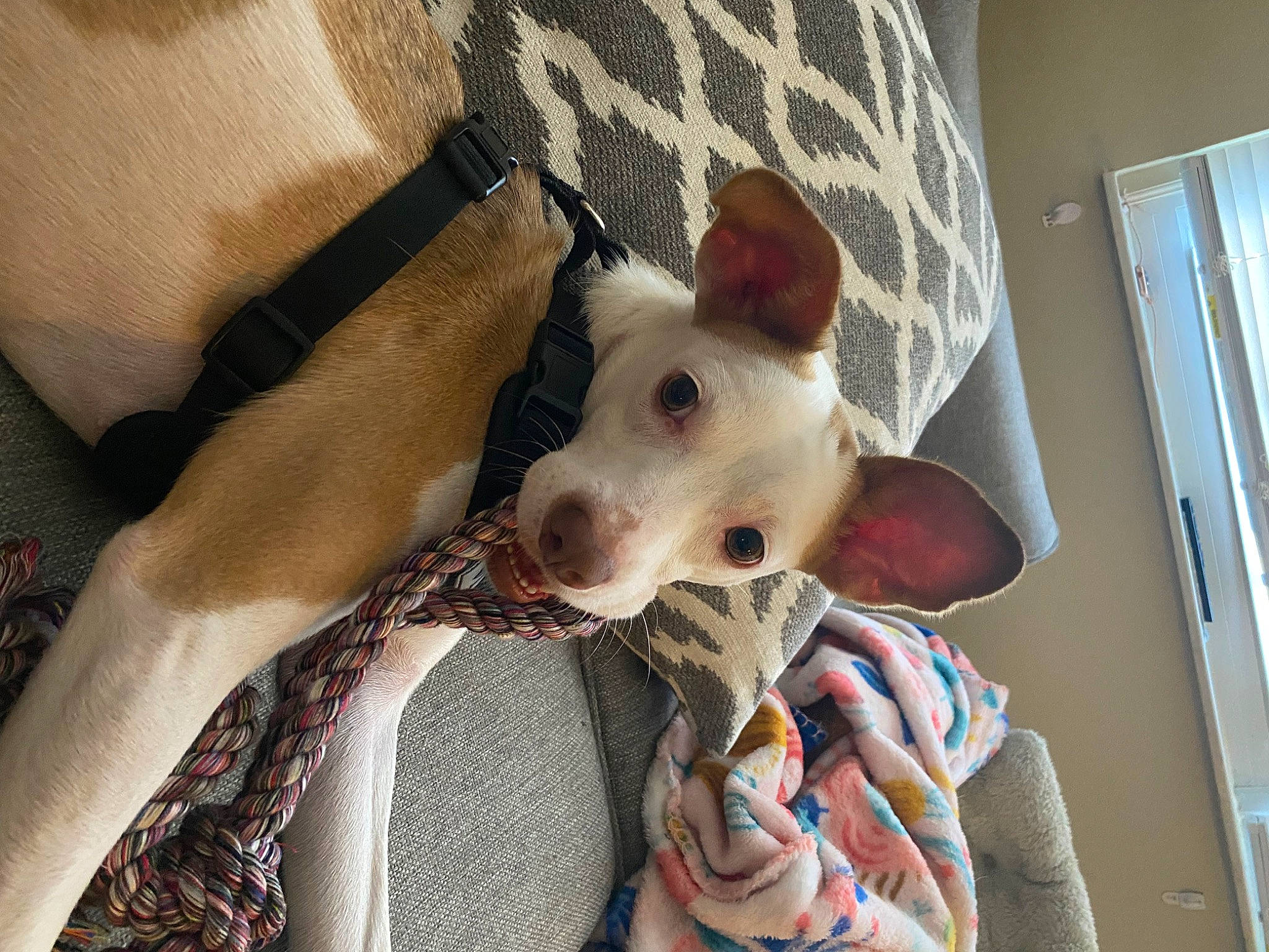 Abbie is registered to the contest to win money with this photo: bull_terrier, bull_terrier_miniature, carnivore, collar, comfort, companion_dog, dog, dog_breed, dog_supply, english_white_terrier, fawn, gull_terr, non_sporting_group, old_english_terrier, pattern, picture_frame, snout, whiskers, working_animal