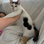 Minnie is registered to the contest to win money with this photo: animal, calico, cat, child, couch, cozy, curious, ear, face, fur, hand, holding, home, indoor, paw, pet, relaxed, tail, whiskers, white_quilt