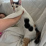 animal, calico, cat, child, couch, cozy, curious, ear, face, fur, hand, holding, home, indoor, paw, pet, relaxed, tail, whiskers, white_quilt