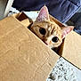 Cibou a rejoint le concours — aidez-le/la à gagner de superbes lots ! cat, orange_tabby, cardboard_box, curious, indoor, feline, wide_eyes, ears, peeking, pet, cozy, rug, floor, couch, texture, playful, close_up, animal, domestic_cat, cute