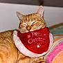 Cibou participe au concours pour gagner de l'argent avec cette photo : cat, ginger_cat, sleeping, bandana, christmas, holiday, red, white_fur_trim, cozy, pet, feline, cute, resting, indoor, closeup, soft_lighting, nap, animal, fur, paws
