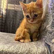 Cibou a rejoint le concours — aidez-le/la à gagner de superbes lots ! kitten, cat, orange_tabby, feline, pet, animal, young, cute, chair, plastic_wrap, indoor, curtains, soft_lighting, small, fur, whiskers, ears, eyes, sitting, closeup