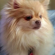 Piper Moon is registered to the contest to win money with this photo: dog, pomeranian, fluffy, cream_color, pet, indoor, close_up, fur, face, ears, nose, animal, cute, small_dog, collar, tag, portrait, looking_away, soft_light, cozy