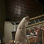 cat, white_cat, reflection, night, wooden_steps, shutter, indoor, animal, pet, feline, quiet, still_life, looking, sitting, side_view, domestic_cat, fur, whiskers, tail, shadow