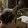 animal, background, blurry, cat, chair, close_up, domestic, ear, face, feline, fur, household_item, indoor, night, pet, plant, plastic_chair, shadow, table, wooden_table