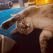 Angel participe au concours pour gagner de l'argent avec cette photo : blue_blanket, cat, closeup, cozy, cute, domestic_animal, feline, fur, home, indoor, mammal, nap, paw, pet, relaxed, resting, sleeping, soft_light, stretching, whiskers