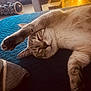 blue_blanket, cat, closeup, cozy, cute, domestic_animal, feline, fur, home, indoor, mammal, nap, paw, pet, relaxed, resting, sleeping, soft_light, stretching, whiskers